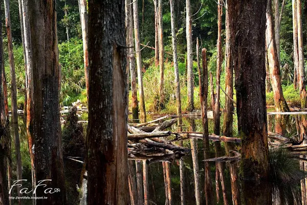 [南投-景點]忘憂森林。靜止的迷霧世界