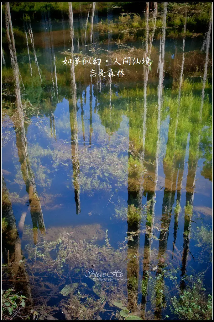 [南投] 忘憂森林 - 如夢似幻、人間仙境