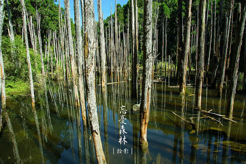 [拾影-南投]忘憂森林-褪去平日的心煩意亂，走入森林尋找忘憂之境/南投景點