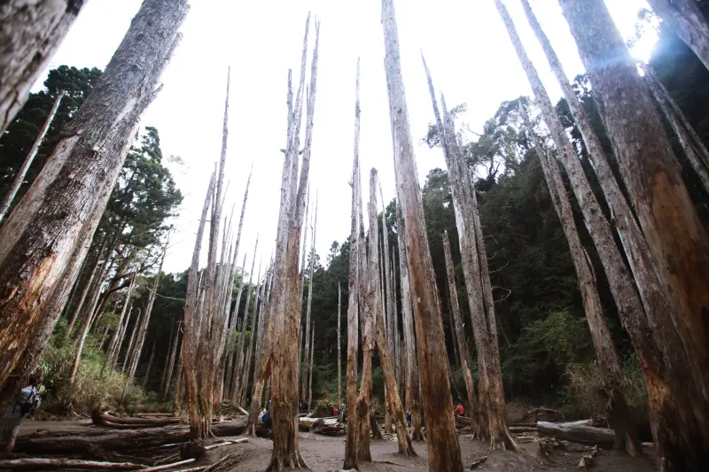 【台中推薦】忘憂森林 枯水期 依然令人悠悠忘返
