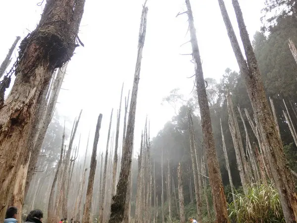 【南投遊記-竹山鎮】煙雨濛濛迷霧似幻的人間仙境@忘憂森林              