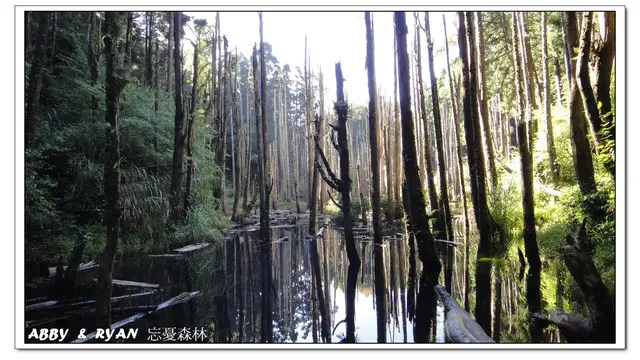 【南投竹山】一生必去的台灣秘境~美到一個不真實的世外桃源．忘憂森林