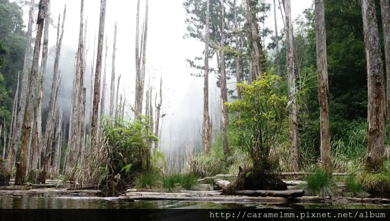 【南投竹山】忘憂森林 人間仙境 一生必去一次台灣秘境 隨便拍隨便美 南投一日遊 溪頭一日遊 南投景點