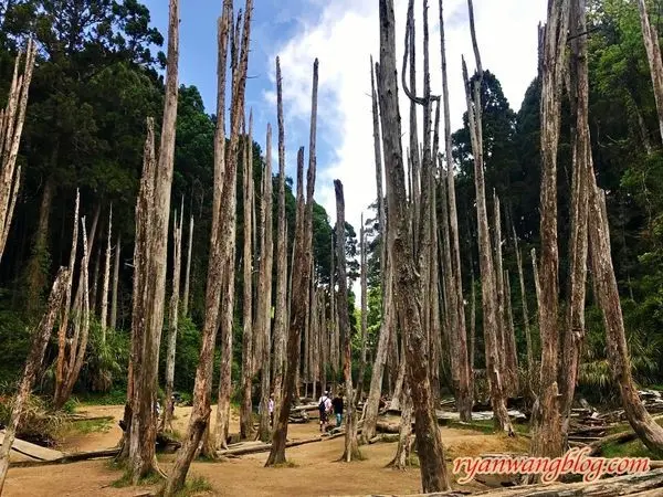 忘憂森林—南投旅遊景點，杉林溪的奇幻仙境之旅