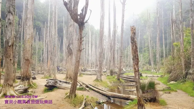 [人間仙境]南投 夢幻枯木雲霧繚繞美景 搭乘接駁車即可到達 忘憂森林 迷霧森林