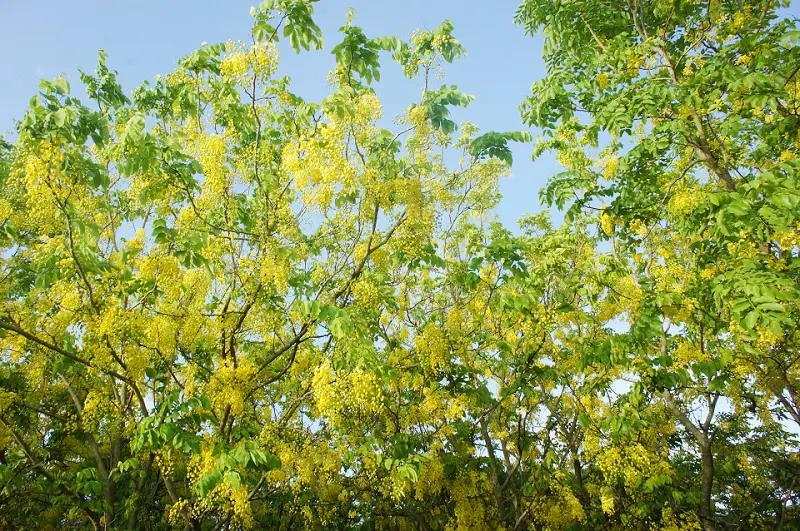 夏夜晚風共渡一個浪漫夜晚@十鼓仁糖文創園區