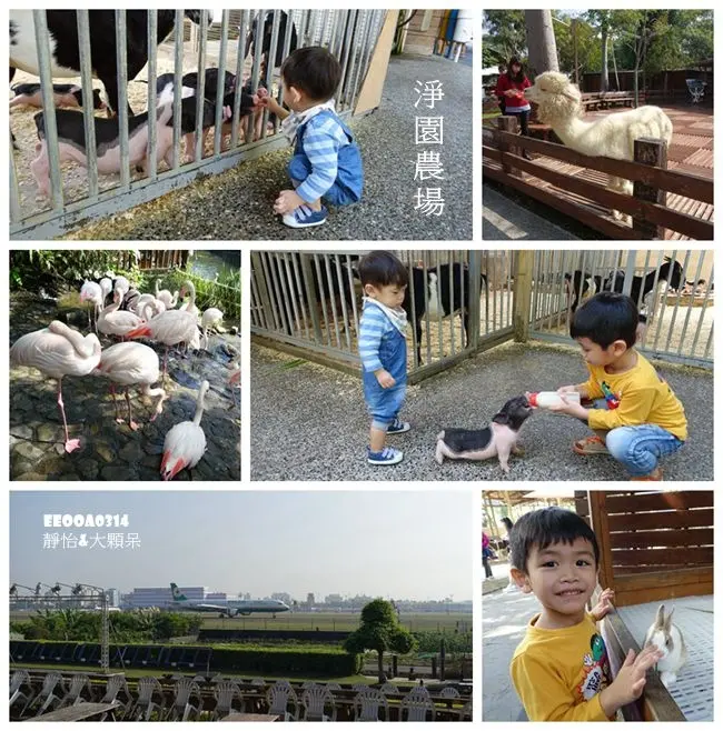 【高雄親子景點】淨園休閒農場 ♥ 有許多可愛小動物 近距離餵食動物 還有沙坑 親子同遊好去處 視野超好的機場咖啡休閒農場