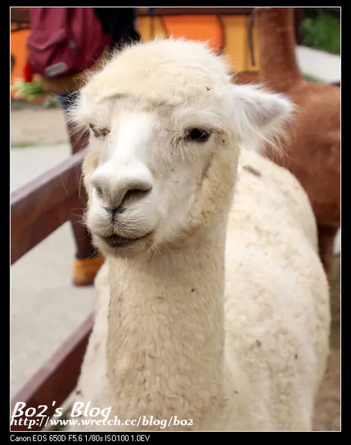
高雄.小港-淨園機場咖啡休閒農場(內有草泥馬)

