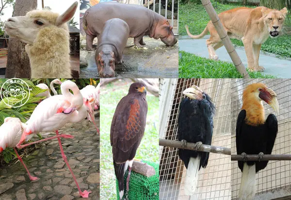作伙來企投【高雄･淨園農場】看飛機與動物近距離接觸        
      