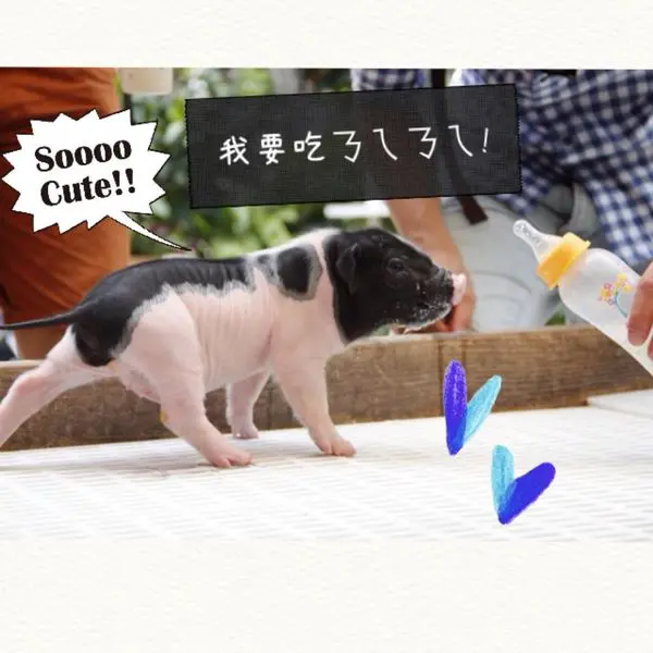 【遇見Traveler so fun】約會地點口袋名單～天啊超萌草泥馬就在高雄淨園！