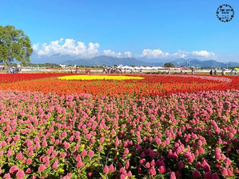 2020新社花海暨臺中國際花毯節，11/22花況，附園區資訊/免費接駁車/公車/寵物友善 - Cyndi loves享食天堂