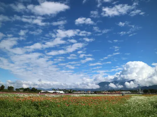 【台中新社】2017 新社花海｜新社金城武樹。與鬼怪的浪漫約會