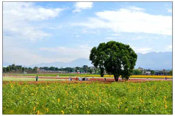 2014新社花海~2
