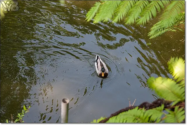 [苗栗-民宿] 民宿清幽小品-福田瓦舍 (下)