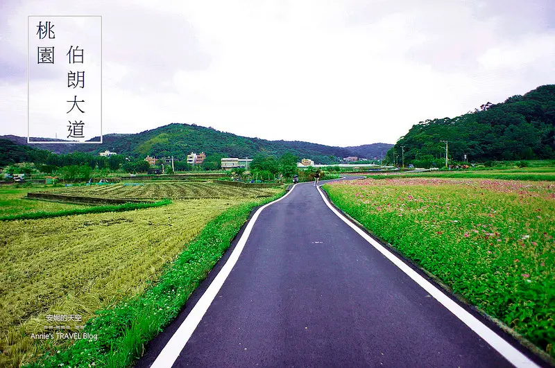 [桃園龜山鄉楓樹村 波斯菊正盛開] 桃園版伯朗大道 季節限定梯田式花海美不勝收