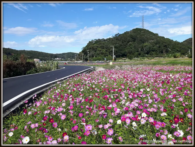  桃園楓樹里伯朗大道花海