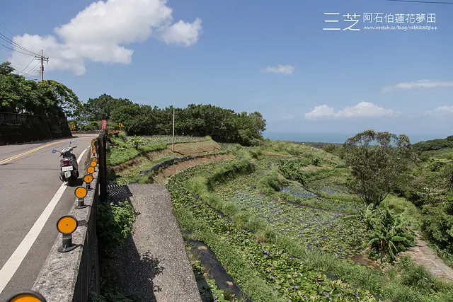 【虎亂玩一通出走篇】【三芝】阿石伯的睡蓮花田
