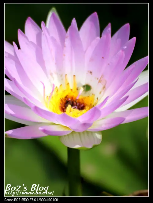 
新北市.三芝-阿石伯睡蓮花田
