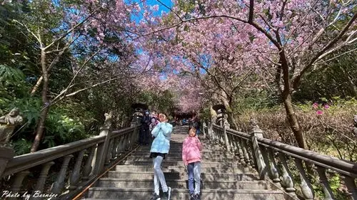 碧山巖清風亭櫻木花道~不用出國也能享受日式風情賞櫻