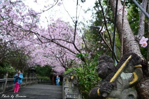 碧山巖清風亭櫻木花道~不管是往上看還是往下看都美到讓人移不開眼