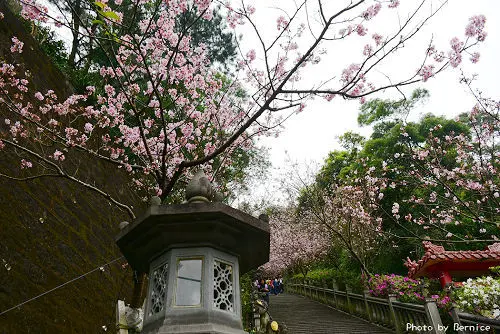 碧山巖最美櫻花道~粉紅風暴來襲賞花動作快