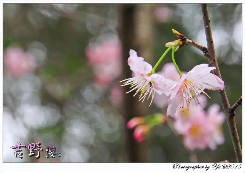 [賞花]【文湖線內湖站】碧山巖~圓覺寺。吉野櫻粉嫩綻放