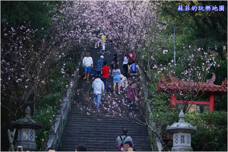 台北賞櫻。內湖碧山巖~ 粉色浪漫櫻花隧道, 走春賞櫻好去處