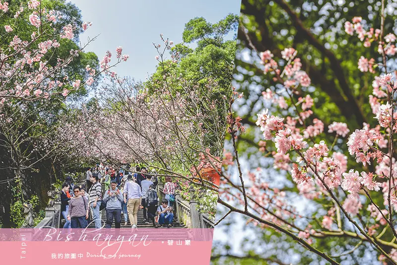《台北內湖》碧山巖 春天來了！與蝴蝶飛舞的粉色櫻花隧道、市區賞櫻景點推薦｜3.2花況