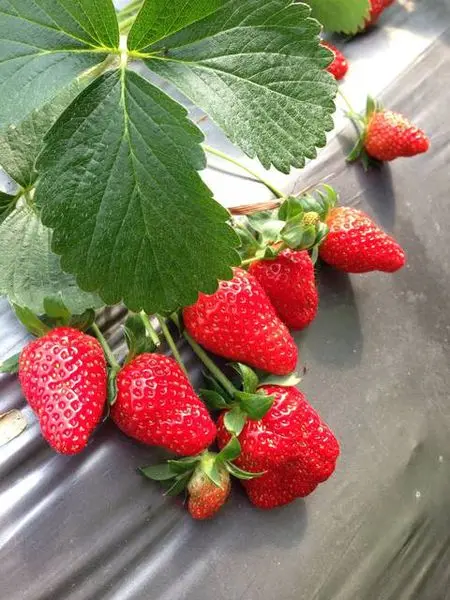 【台北內湖/踏青採草莓】台北一日遊/內湖也能採草莓●碧山巖●同心池●白石湖吊橋莓●圃觀光休閒果園 ♥附小２公車資訊