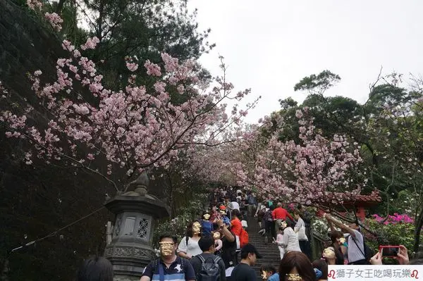 (台北●內湖)內湖半日遊景點~碧山巖~浪漫粉紅櫻花步道~媲美京都櫻花~順遊白石湖吊橋~同心湖、夫妻樹~