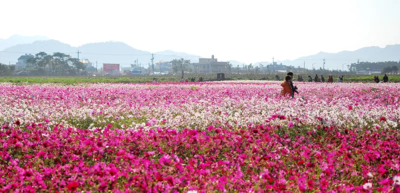 冬戀 . 魔法彩虹 * 2013 新社花海 & 台中國際花毯節
