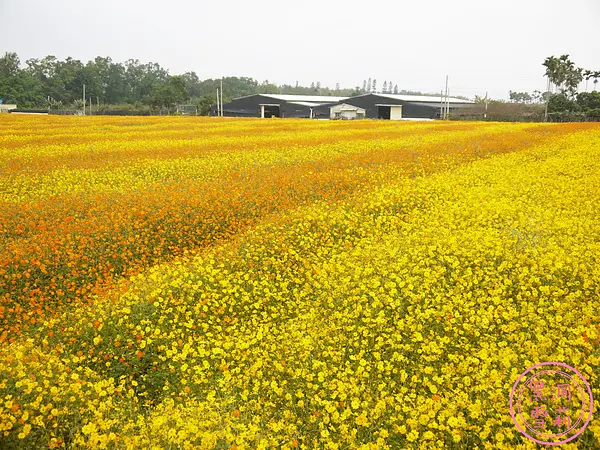 ◆台中◆ 第一次來新社看花海之2013台中國際花毯節 ⊙16Nov13⊙