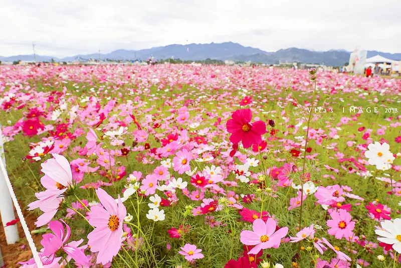 【旅。台中】2013 新社花海節