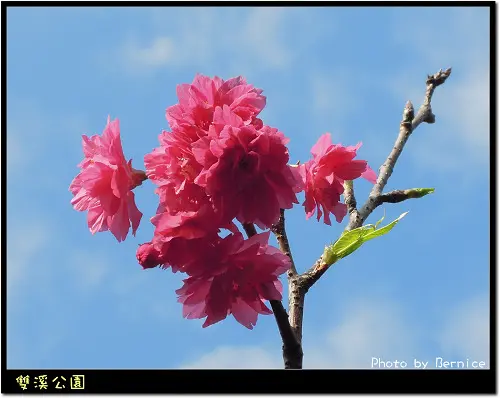 賞櫻‧微旅行~雙溪公園