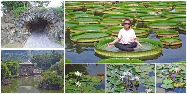 【台北旅遊】雙溪公園-大王蓮奇幻漂浮
