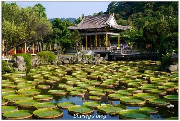 雙溪公園‧大王蓮        
      