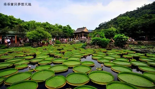 【士林 / 活動】雙溪公園 - 2017大王蓮奇幻漂浮(展期至9/15)