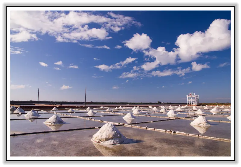 台灣寶藏隱藏在台南?少了他 你還能活命嗎? 台南．北門．井仔腳