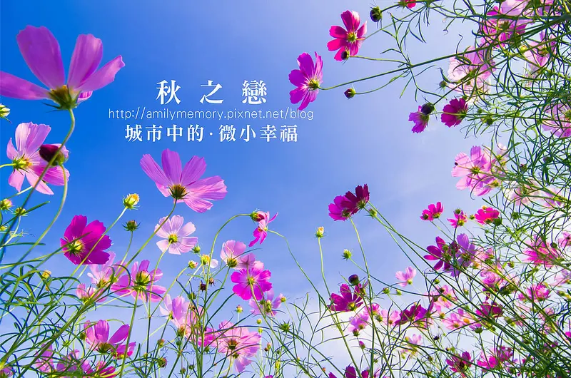 ╠桃園旅遊╣城市中的微小幸福。桃園蘆竹花海&坑口彩繪村