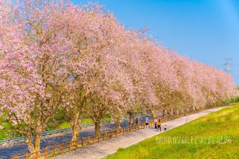 【台南櫻花】浪漫小粉紅！烏山頭水庫南洋櫻盛開，在香榭大道與粉紅櫻花有約