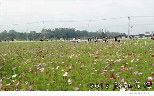 [台中] 2013 新社花海搶先報，11/3 花況「最新分享」！感受那未演先轟動的氣氛與芬多精。