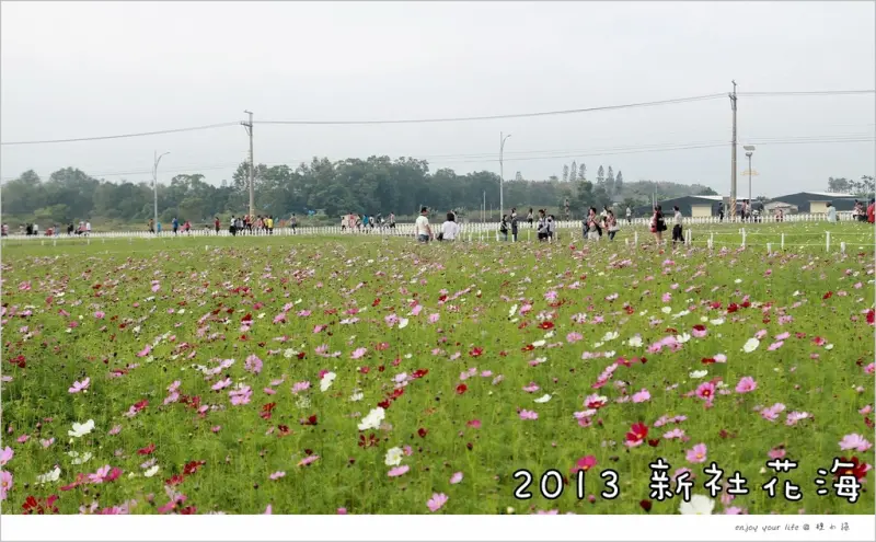 [台中] 2013 新社花海搶先報，11/3 花況「最新分享」！感受那未演先轟動的氣氛與芬多精。