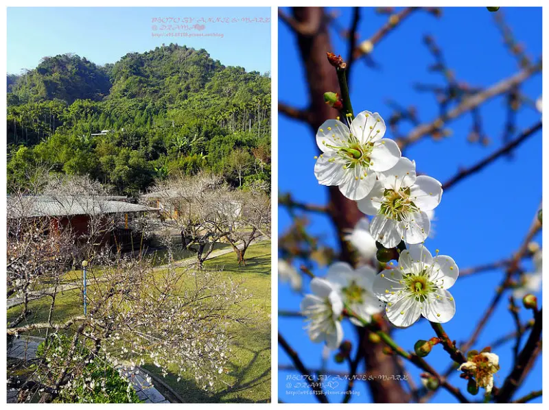 ◎【新社 梅林親水岸】1/1花況～寒流一波波，梅花一朵朵，梅啥好說～就是美而已啦！