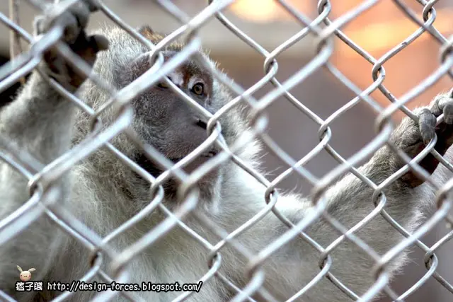 
【金門美食旅遊】傳說中的動物園-畜試所
