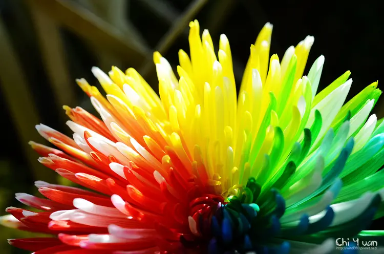 [台北]2013士林官邸菊展。菊世無雙，黃色小鴨悠游彩虹菊海