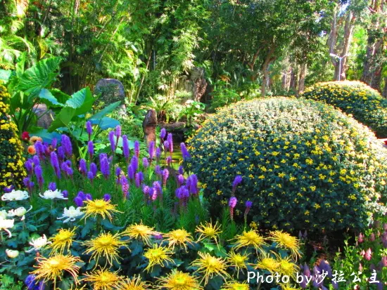 2013士林官邸菊展「菊世無雙」