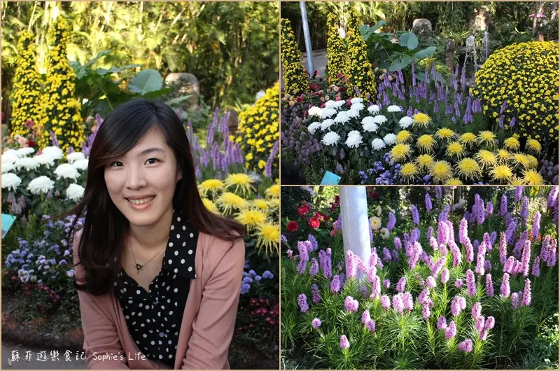 【旅遊】士林官邸2013菊世無雙菊展 11/17~12/1 圓仔菊花分身可愛登場 漫步歐風庭園中 花影搖曳美好小旅行❤