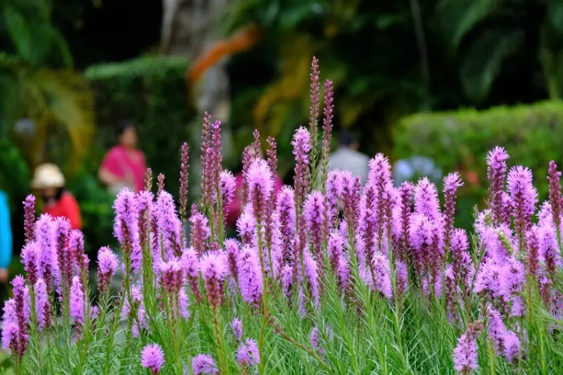 士林官邸2019菊展開跑啦 