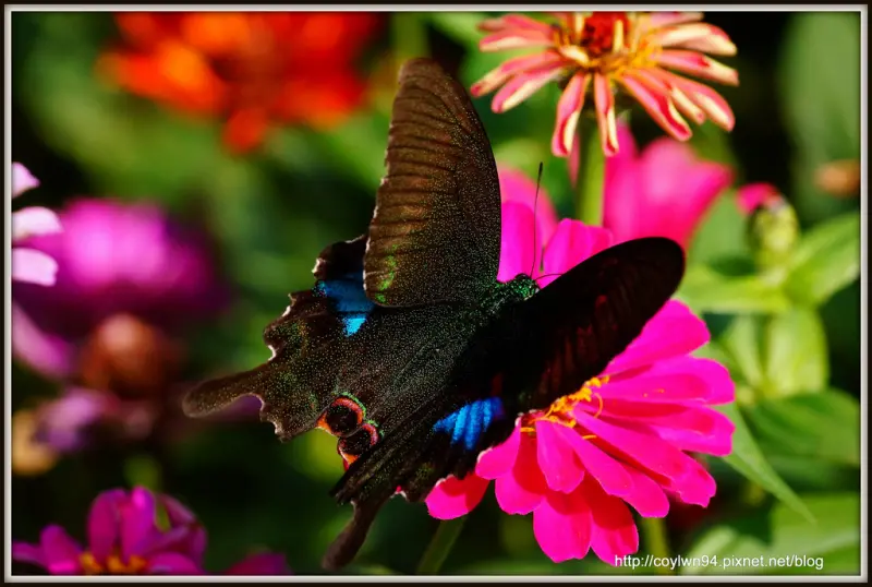 2013桃園蘆竹花海