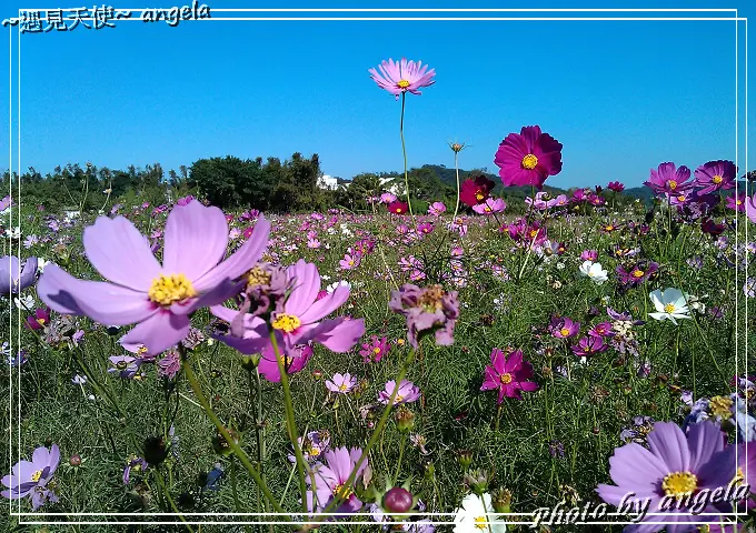 ▪ 蘆竹~賞花新景點-蘆竹花海